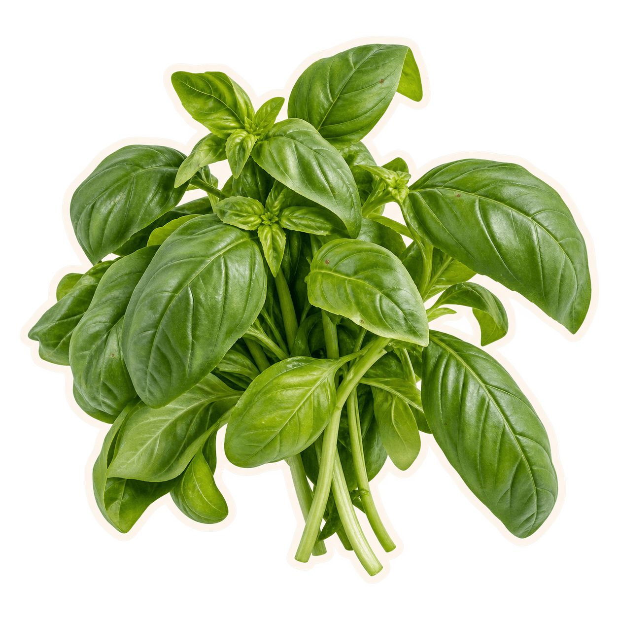 Naturally imperfect fresh basil with an offset cream cut-paper outline