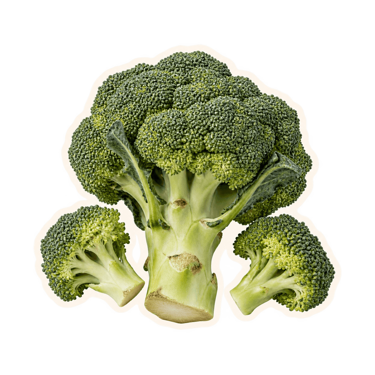 Naturally imperfect broccoli with an offset cream cut-paper outline